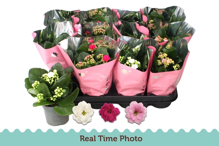 <h4>KAL GE GEM 3 KL</h4>