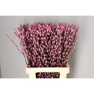 Salix Snowflake 70cm L.pink