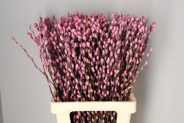 <h4>Salix Snowflake 70cm L.pink</h4>