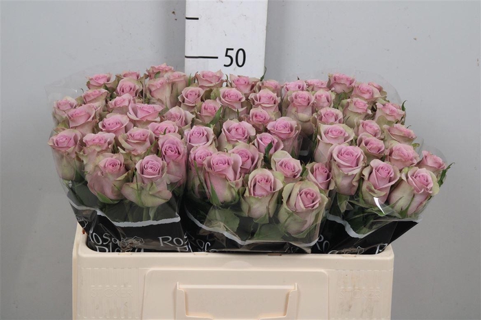 <h4>R Gr Samantha Bridal</h4>