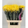 Chrys  Gp Saffina Yellow