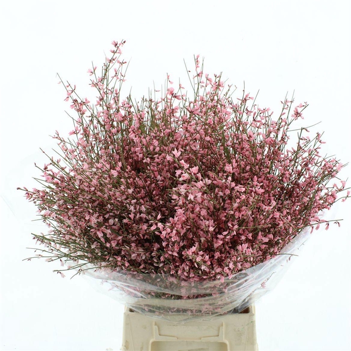 <h4>GENISTA KLB BS H%</h4>