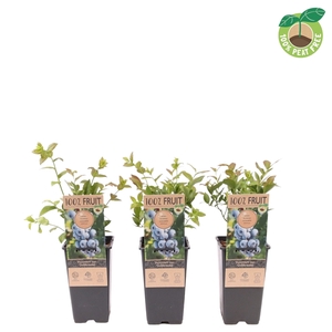 Vaccinium cor. 'Goldtraube', P15
