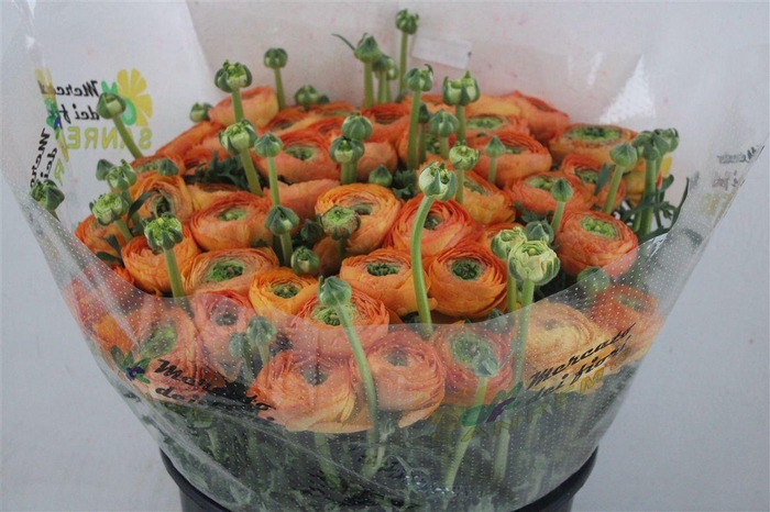 <h4>Ran Cloni Sup Honey</h4>