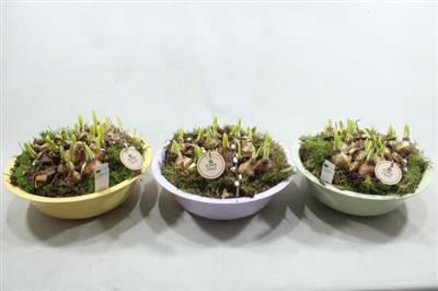 <h4>3824 XL ROND ZINK MINT</h4>