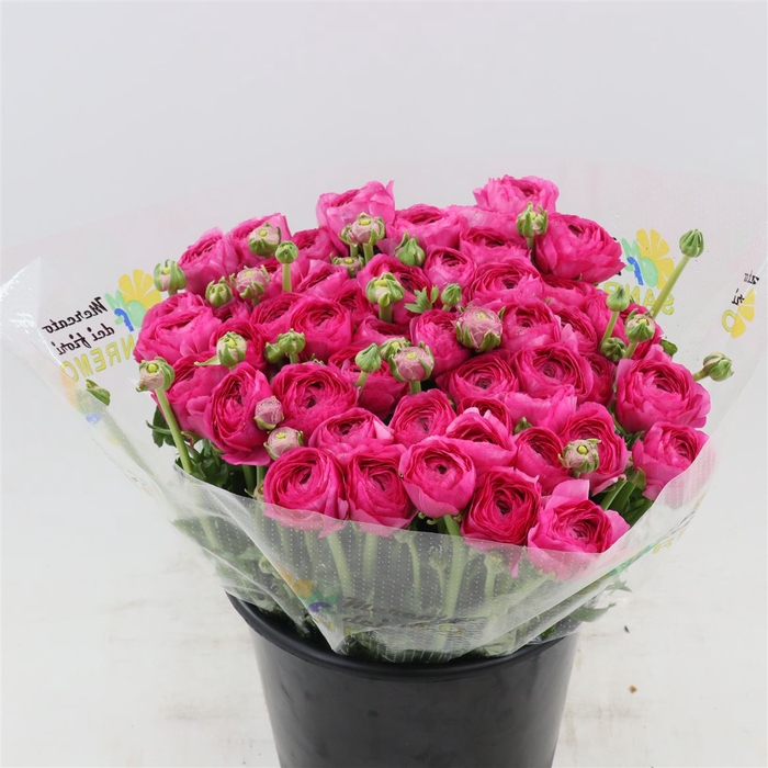 <h4>Ranunculus Success Flash | Extra</h4>