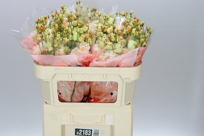 <h4>Eust Dy Heavenly Peach</h4>