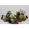 Protea Niobe