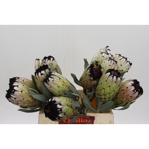 Protea Niobe
