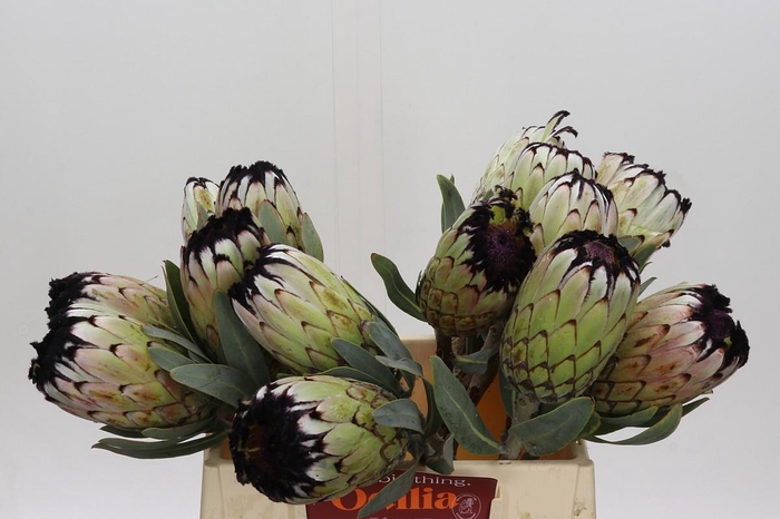 <h4>Protea Niobe</h4>