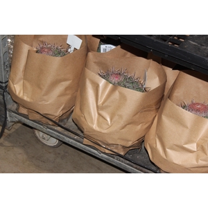 CACTUS CABECA FRADE VB4 MIN 20 CM