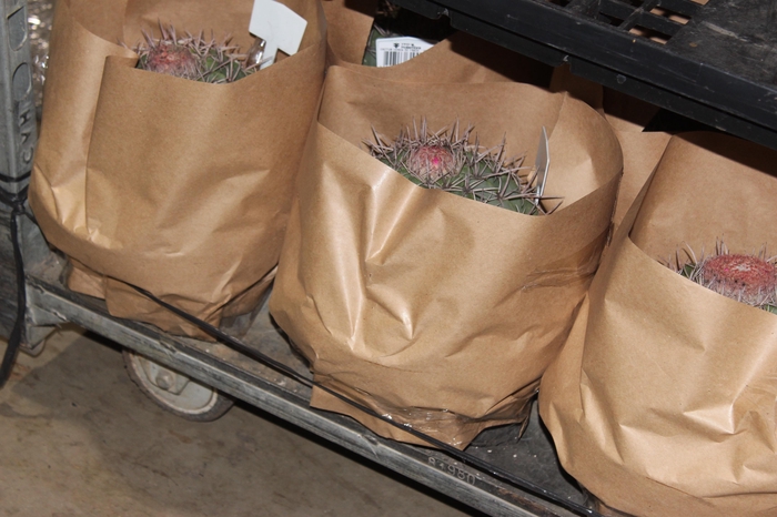 <h4>CACTUS CABECA FRADE VB4 MIN 20 CM</h4>