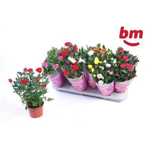 Ro B Monde Gem 7 Srt