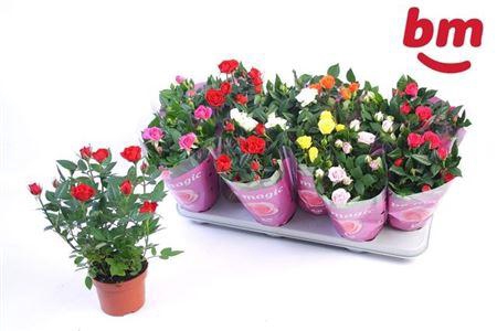 <h4>Ro B Monde Gem 7 Srt</h4>