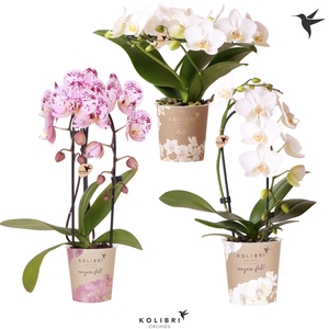 Kolibri Orchids Phalaenopsis Special Shapes mix