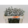 Kaaps Groen Tortum White