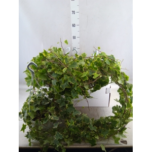 Hedera helix 'Goldchild'