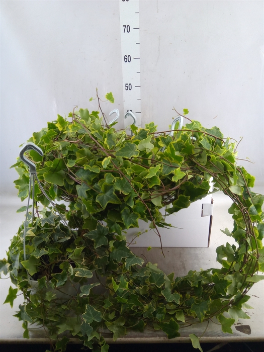 <h4>Hedera helix 'Goldchild'</h4>