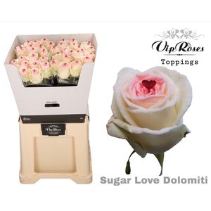 R GR SUGAR LOVE DOLOMITI