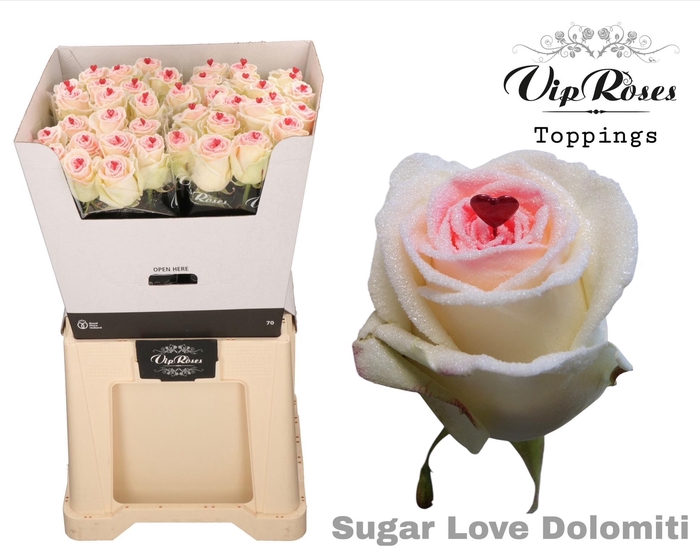 <h4>R GR SUGAR LOVE DOLOMITI</h4>