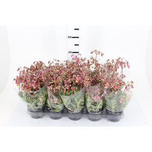 KALANCHOE WENDY P11