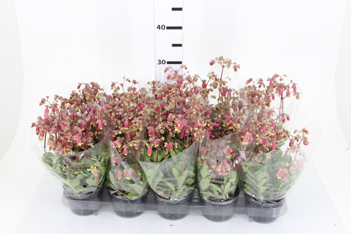KALANCHOE WENDY P11