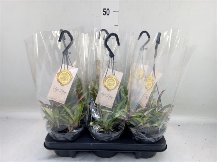 <h4>Hoya wayetii 'Tricolor'</h4>