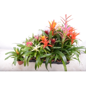 BROMELIA  GEM 14 SRT
