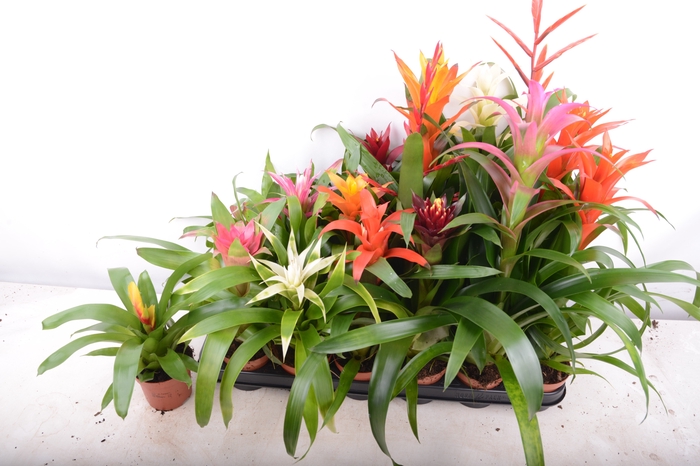 <h4>BROMELIA  GEM 14 SRT</h4>