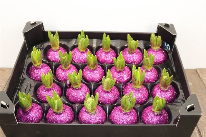 <h4>Wax Hyacinth Topline Gl Fuchsia</h4>