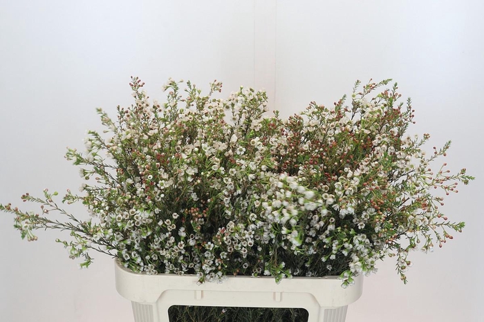 <h4>Chamelaucium Blondie</h4>