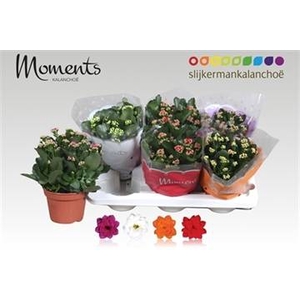.Kalanchoe blossfeldiana gevuld gemengd 4 kleuren