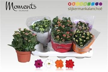 .Kalanchoe blossfeldiana gevuld gemengd 4 kleuren