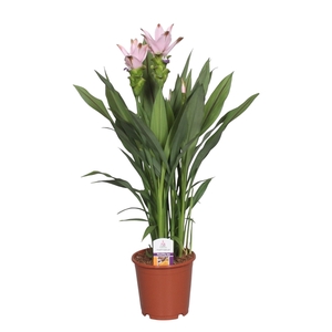 Curcuma Swing