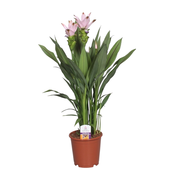 <h4>Curcuma Swing</h4>