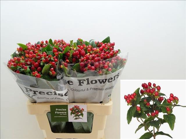 Hypericum Magical Triumph