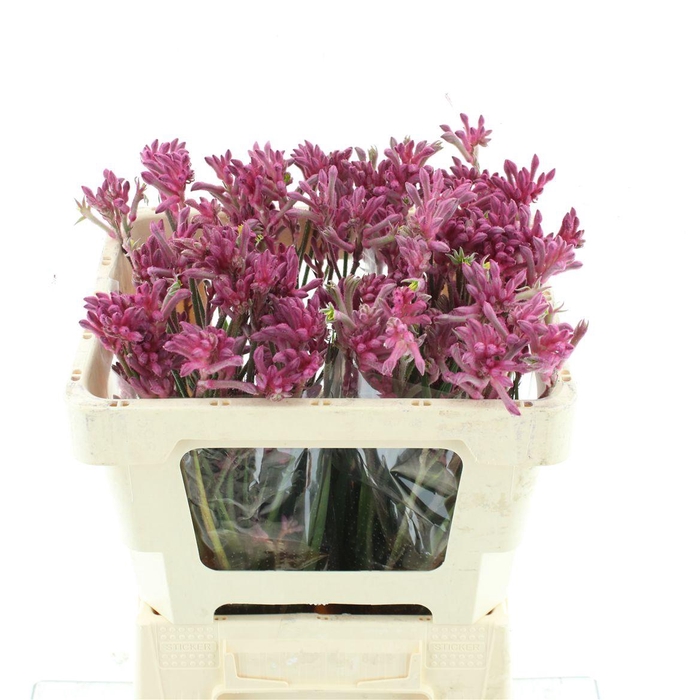 <h4>Anigoz Mini Pearl</h4>