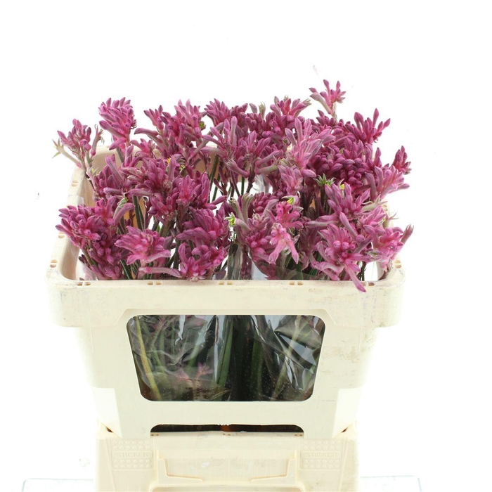 <h4>Anigoz Mini Pearl</h4>