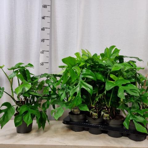 Philodendron Minima 14Ø 40cm