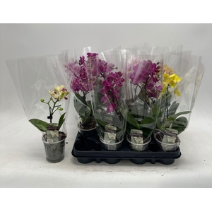 PHAL GEM