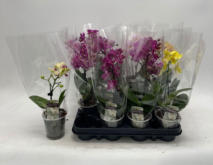 <h4>PHAL GEM</h4>