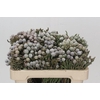 Kaaps Groen Silver Brunia