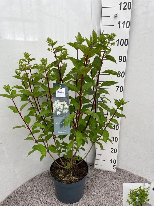 <h4>HYDR PANICULATA</h4>