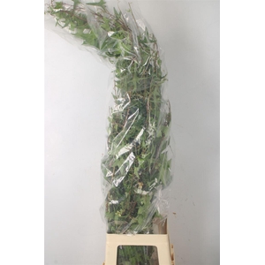 Hederarank Green Per Tak