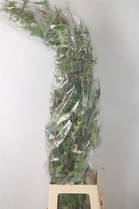 <h4>Hederarank Green Per Tak</h4>