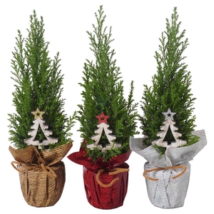 PTK25121 Ellwoodii in rondella folie mix met decoratie