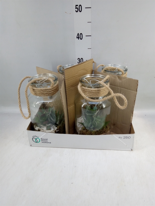<h4>Arr.   Kamerplant Groen L%</h4>