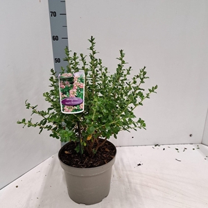 Escallonia Apple Blossom