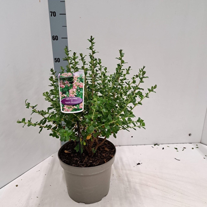 <h4>Escallonia Apple Blossom</h4>
