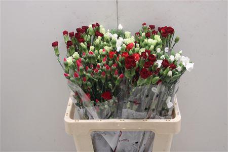 <h4>Di Solomio Mix</h4>